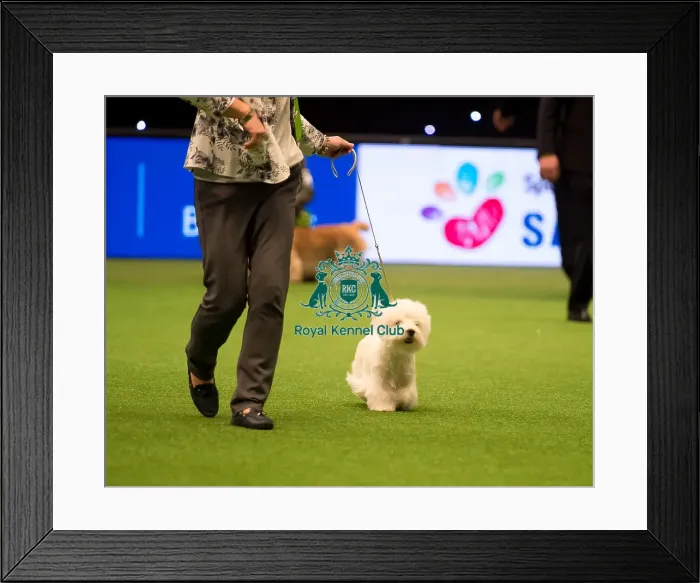 Framed Print : Terrier Group - winner Framed Print : Terrier Group - winner