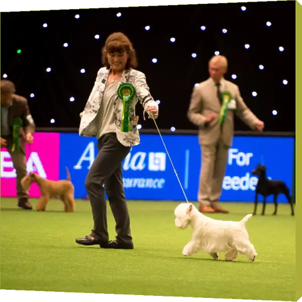 Terrier Group - winner