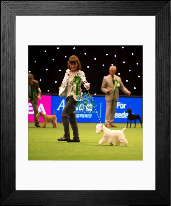 Framed Print : Terrier Group - winner Framed Print : Terrier Group - winner