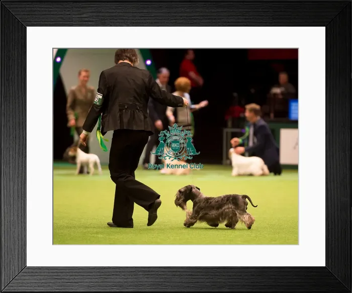 Framed Print : Terrier Group Framed Print : Terrier Group