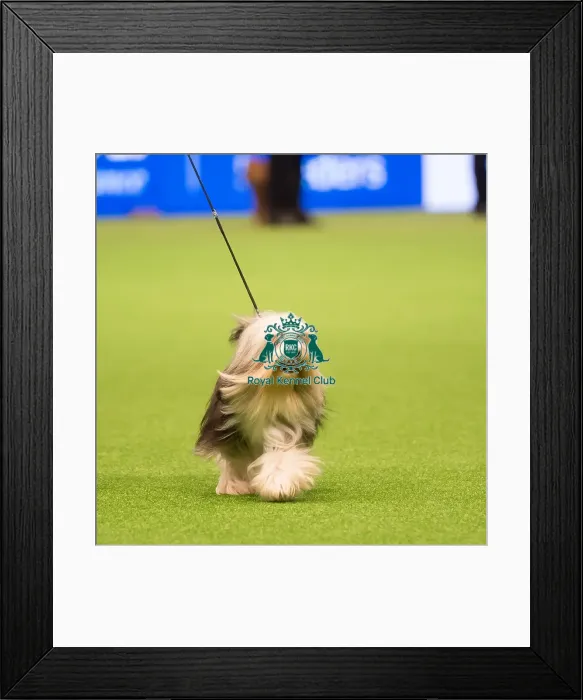 Framed Print : judging of Toy Group Framed Print : judging of Toy Group