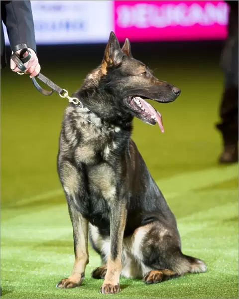 Presentation of the Police Dog Team Operational and Humanitarian