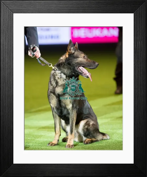 Framed Print : Presentation of the Police Dog Team Operational and Humanitarian Framed Print : Presentation of the Police Dog Team Operational and Humanitarian