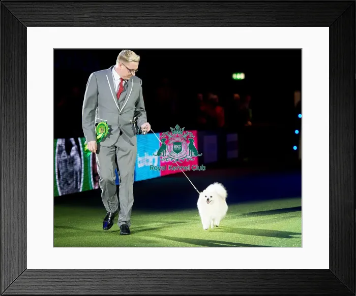 Framed Print : BIS judging Framed Print : BIS judging
