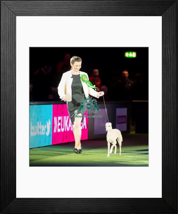 Framed Print : Reserve BIS winner Framed Print : Reserve BIS winner