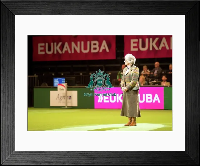 Framed Print : Gundog Group judging Framed Print : Gundog Group judging