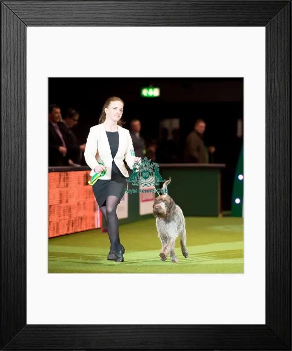 Framed Print : Gundog Group - AV Imported Register Framed Print : Gundog Group - AV Imported Register