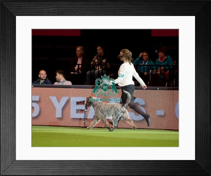 Framed Print : Gundog Group - AV Imported Register Framed Print : Gundog Group - AV Imported Register