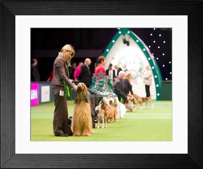 Framed Print : Hound Group judging Framed Print : Hound Group judging