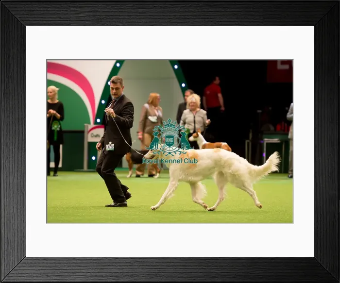 Framed Print : Hound Group judging Framed Print : Hound Group judging