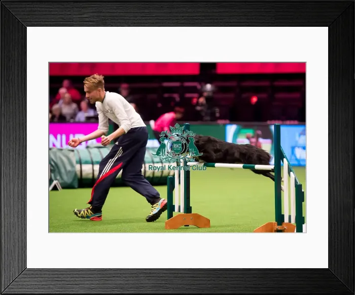 Framed Print : winner large KC Novice Cup Framed Print : winner large KC Novice Cup