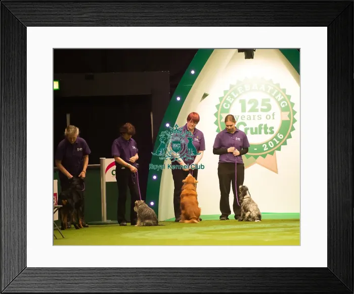 Framed Print : Dog Activities Display Framed Print : Dog Activities Display
