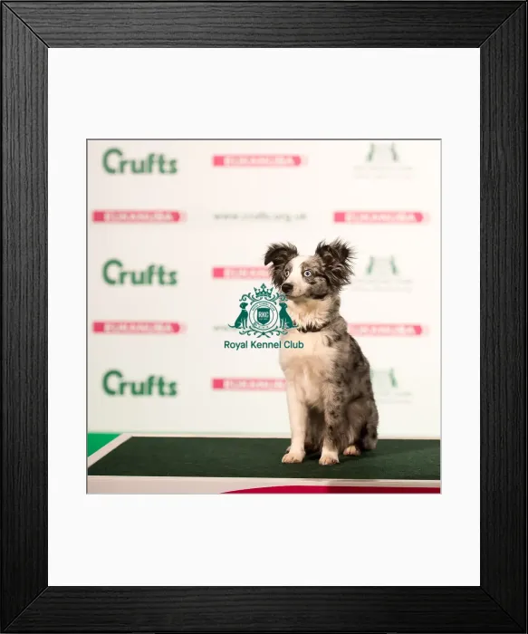 Framed Print : Miniature American Shepherd Framed Print : Miniature American Shepherd
