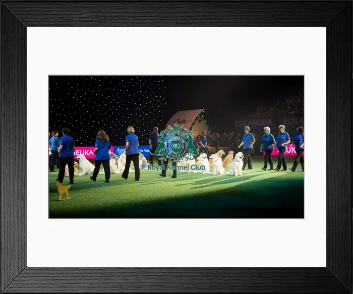 Framed Print : Southern Golden Retriever Display Framed Print : Southern Golden Retriever Display