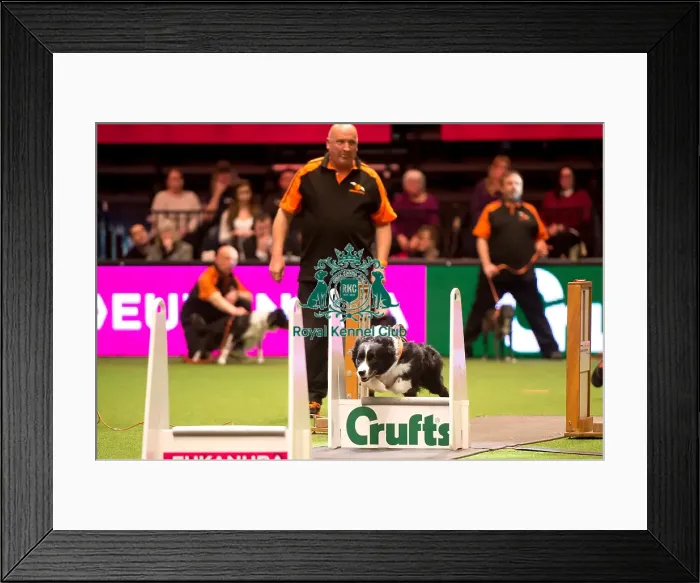 Framed Print : Flyball Semi final Framed Print : Flyball Semi final