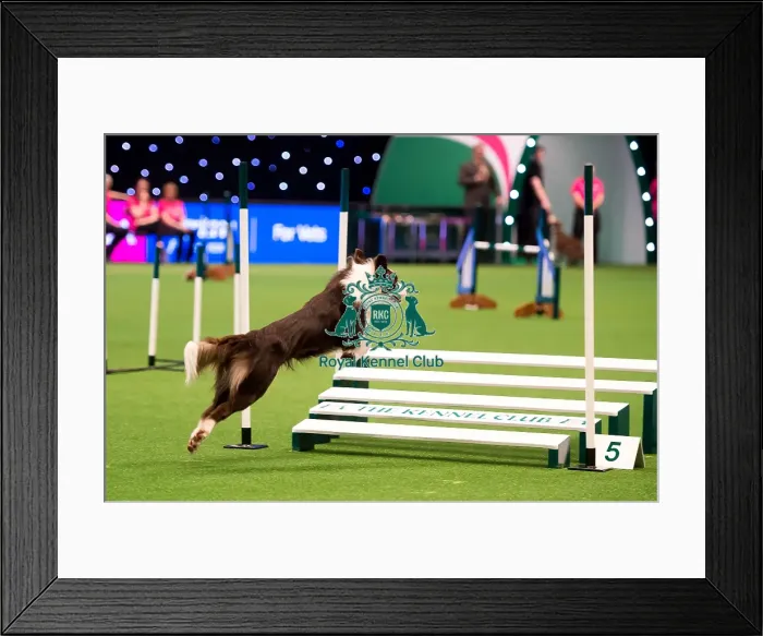 Framed Print : KC British Open Framed Print : KC British Open
