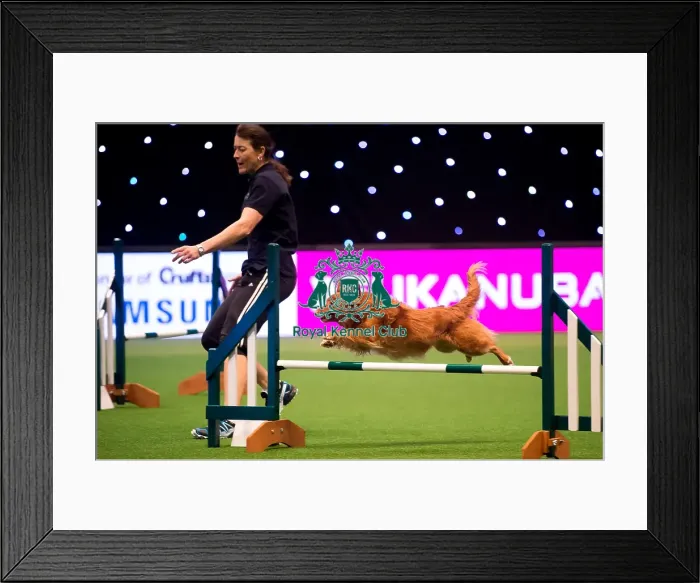 Framed Print : overall winner medium KC British Open Framed Print : overall winner medium KC British Open