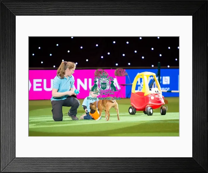 Framed Print : Staffordshire Bull Terrier display Framed Print : Staffordshire Bull Terrier display
