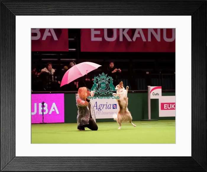 Framed Print : Heelwork to music freestyle competition Framed Print : Heelwork to music freestyle competition