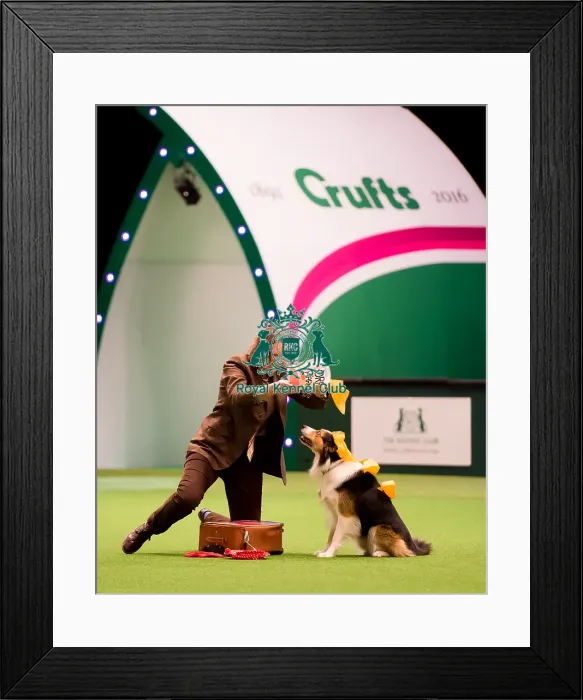 Framed Print : Heelwork to music freestyle competition - winner Framed Print : Heelwork to music freestyle competition - winner