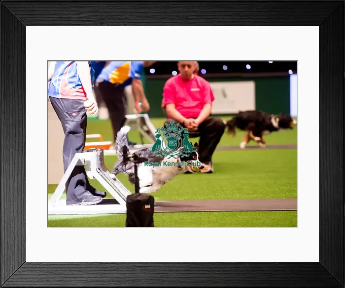 Framed Print : Flyball quarter finals Framed Print : Flyball quarter finals