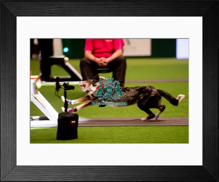Framed Print : Flyball quarter finals Framed Print : Flyball quarter finals