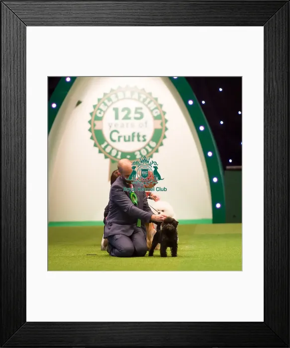 Framed Print : judging of Toy Group Framed Print : judging of Toy Group