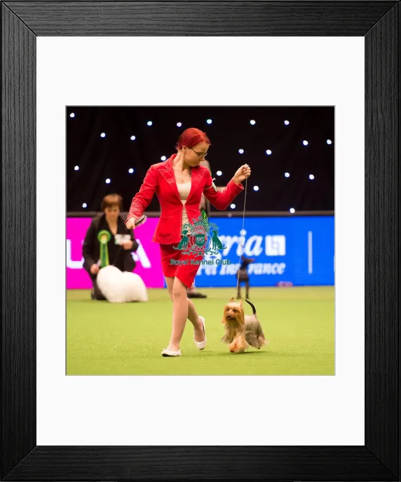 Framed Print : judging of Toy Group Framed Print : judging of Toy Group