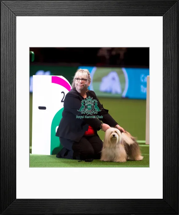 Framed Print : judging of Toy Group - 2nd Framed Print : judging of Toy Group - 2nd