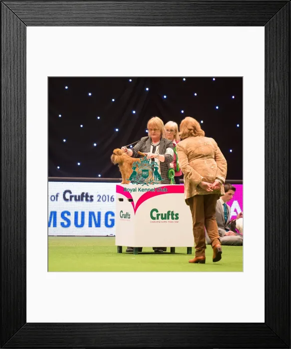 Framed Print : judging of Toy Group Framed Print : judging of Toy Group
