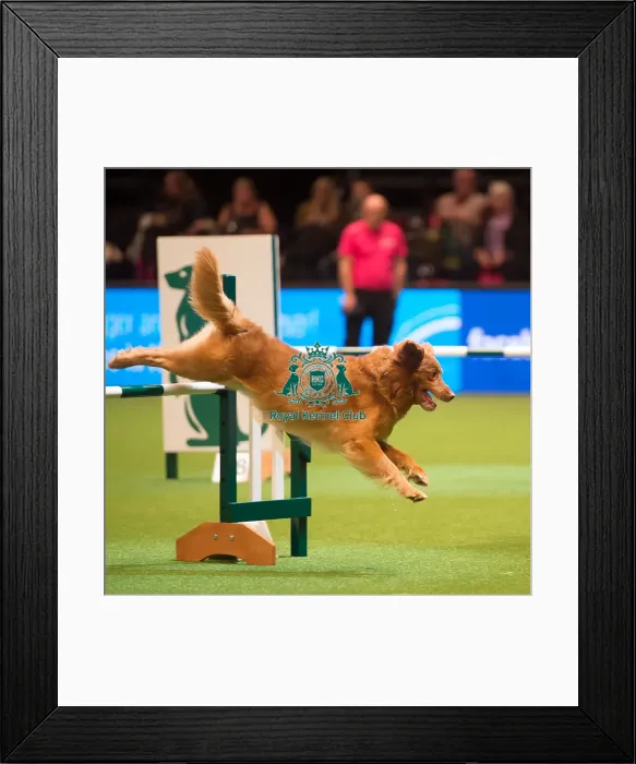 Framed Print : Large Novice and Medium ABC Final - winner Framed Print : Large Novice and Medium ABC Final - winner