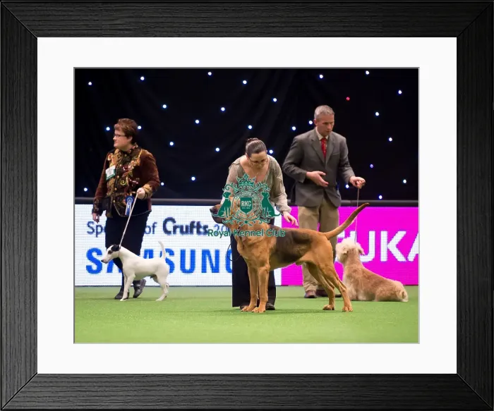 Framed Print : KC Vulnerable Breeds competition