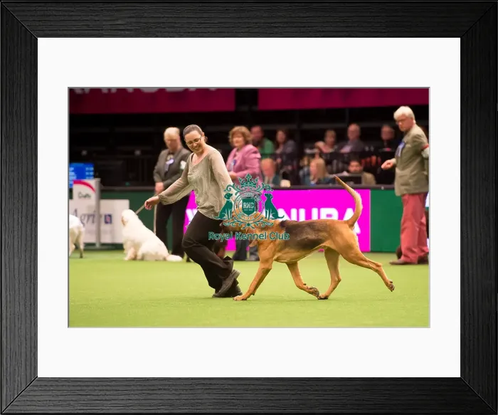 Framed Print : KC Vulnerable Breeds competition Framed Print : KC Vulnerable Breeds competition