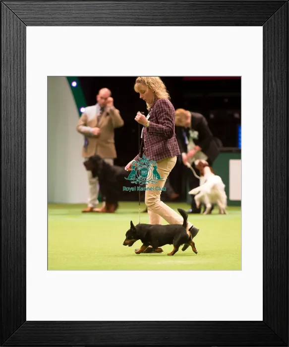 Framed Print : KC Vulnerable Breeds competition