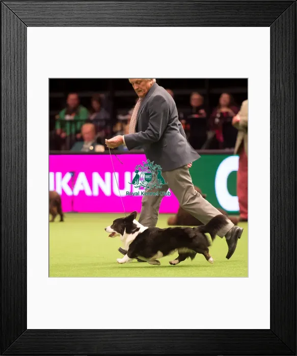 Framed Print : KC Vulnerable Breeds competition Framed Print : KC Vulnerable Breeds competition