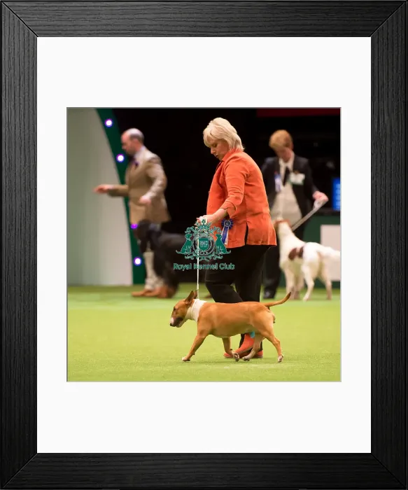 Framed Print : KC Vulnerable Breeds competition Framed Print : KC Vulnerable Breeds competition