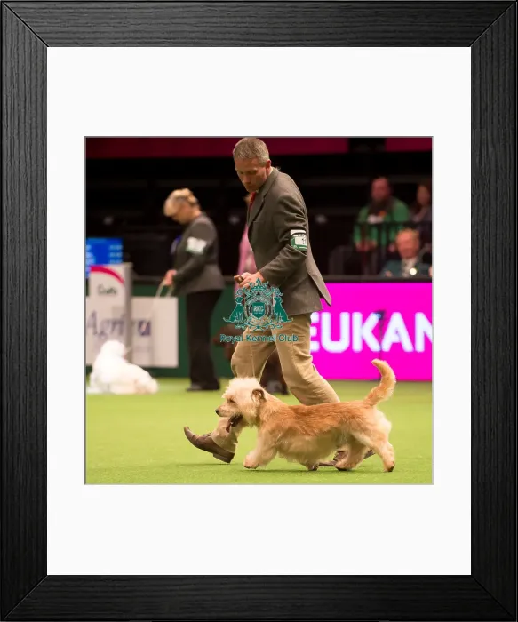 Framed Print : KC Vulnerable Breeds competition Framed Print : KC Vulnerable Breeds competition