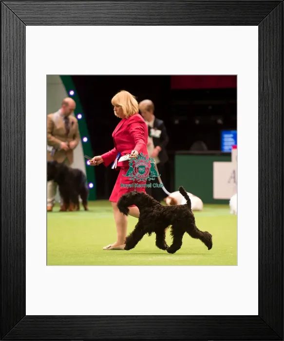 Framed Print : KC Vulnerable Breeds competition Framed Print : KC Vulnerable Breeds competition