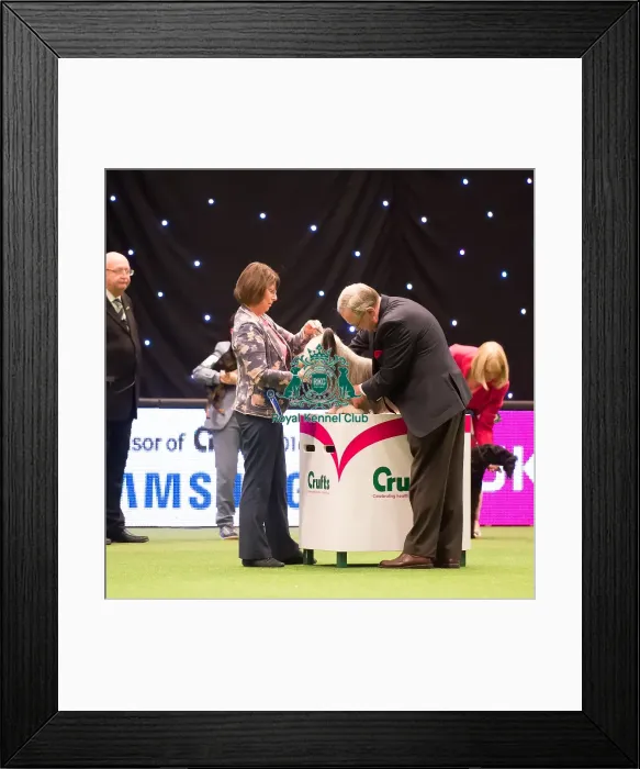Framed Print : KC Vulnerable Breeds competition Framed Print : KC Vulnerable Breeds competition