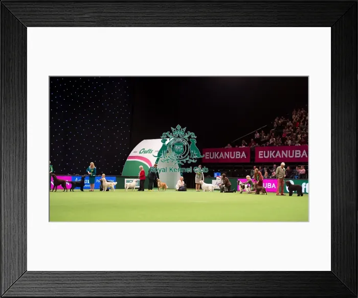 Framed Print : Gundog Group judging Framed Print : Gundog Group judging