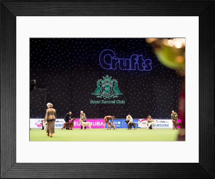 Framed Print : Gundog Group judging Framed Print : Gundog Group judging