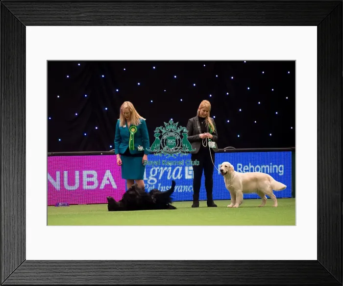 Framed Print : Gundog Group judging Framed Print : Gundog Group judging