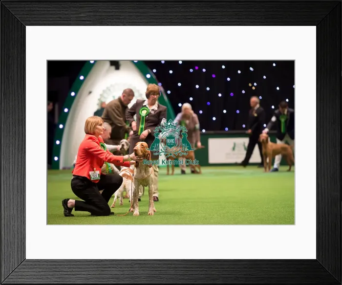 Framed Print : Gundog Group judging Framed Print : Gundog Group judging