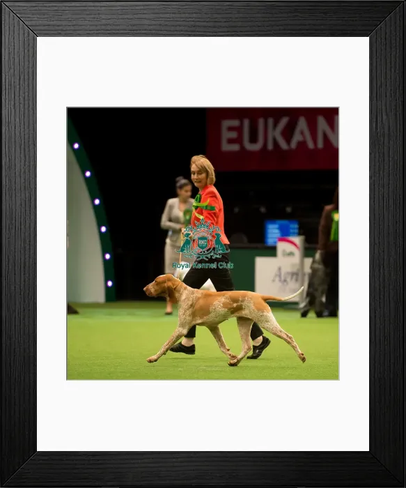 Framed Print : Gundog Group Framed Print : Gundog Group