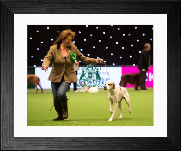 Framed Print : Gundog Group Framed Print : Gundog Group