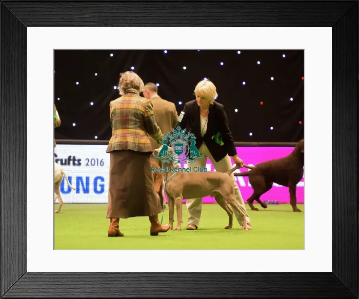 Framed Print : Gundog Group Framed Print : Gundog Group
