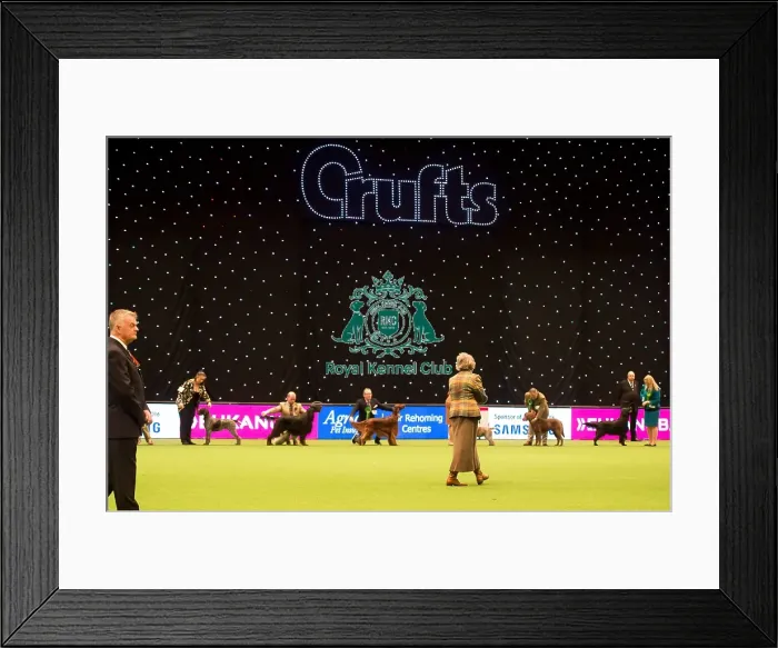 Framed Print : Gundog Group judging Framed Print : Gundog Group judging