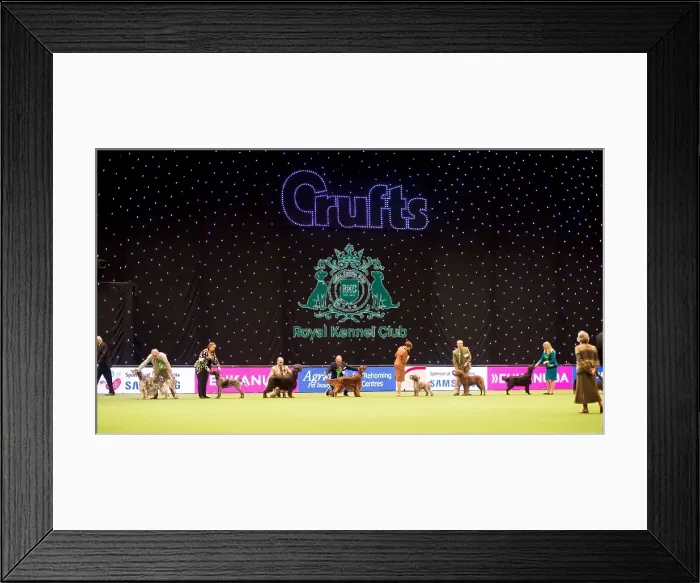 Framed Print : Gundog Group judging