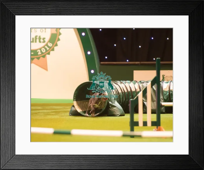 Framed Print : Agility Singles Heatss / M / L Framed Print : Agility Singles Heatss / M / L