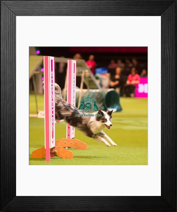 Framed Print : Agility Singles Heatss  /  M  /  L